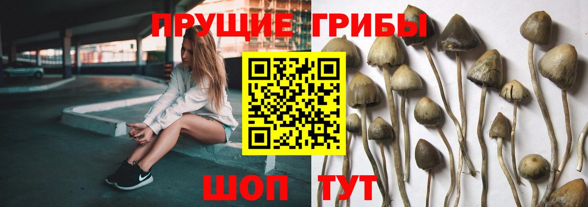 Псилоцибиновые грибы Psilocybine cubensis Большой Камень
